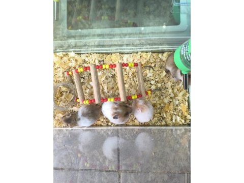 Yavru yetişkin suriye hamsterlari asla ısırmaz