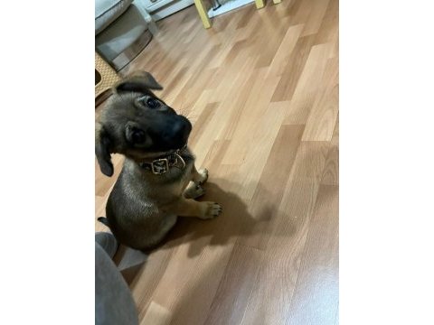 Küçük ırk fino yavru ev köpeği