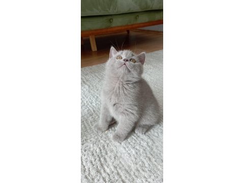 British shorthair son iki yavrumuz
