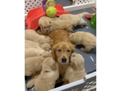 Sağlık ve ırk garantili oyuncu golden retriever köpekler