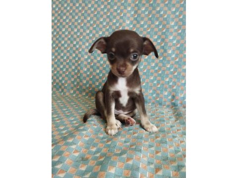50 günlük elma kafa chihuahua