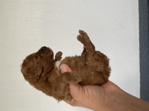 Toy poodle yavrular