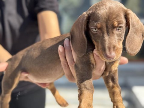 Show kalite chocolate tan mini dachshund yavrumuz