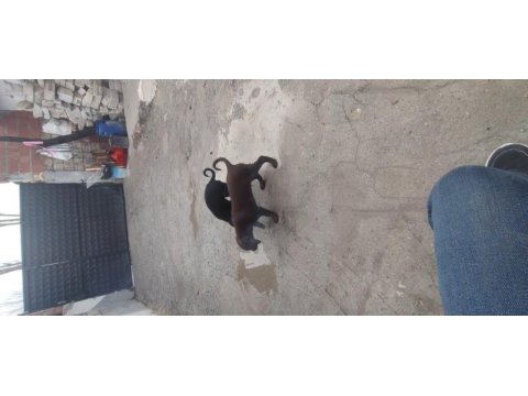 Safkan rus finoları takım dişi erkek kızıl ve siyah