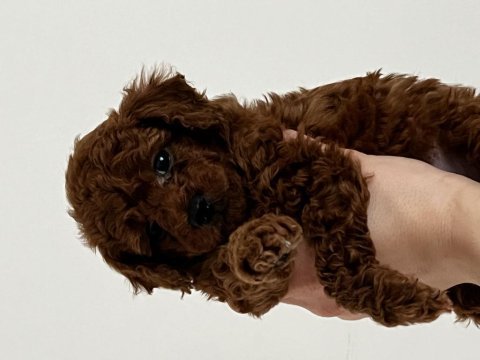 Toy poodle red brown safkan özel yavrular