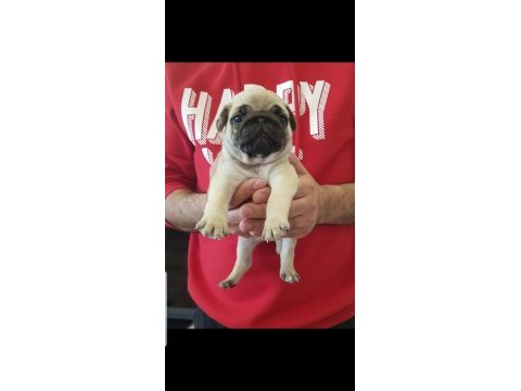 Safkan a kalite muhteşem pug yavruları