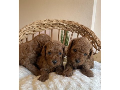 Kore kan mini boy toy poodle yavrularımız