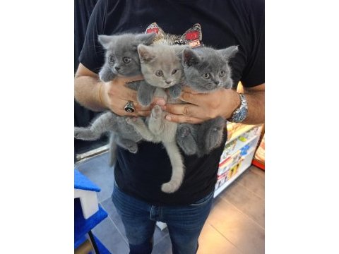British shorthair yavrular