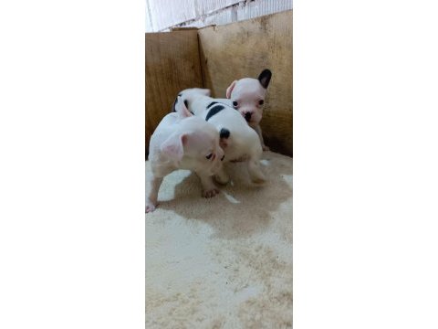 French bulldog bebekler