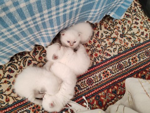 British shorthair yavrularımız yuva arıyor
