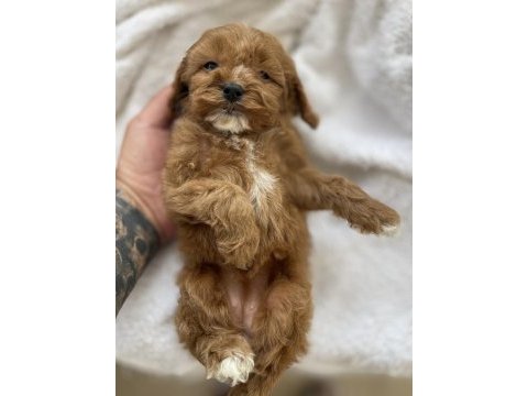 Maltipoo yavrularımız
