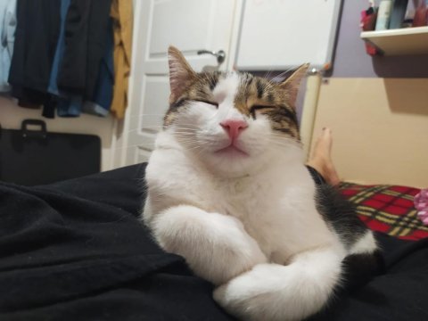 Kedimiz feriha için yeni bir yuva arıyoruz