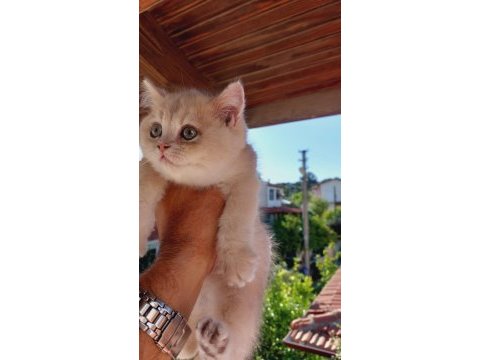 British shorthair erkek 2,5 aylık