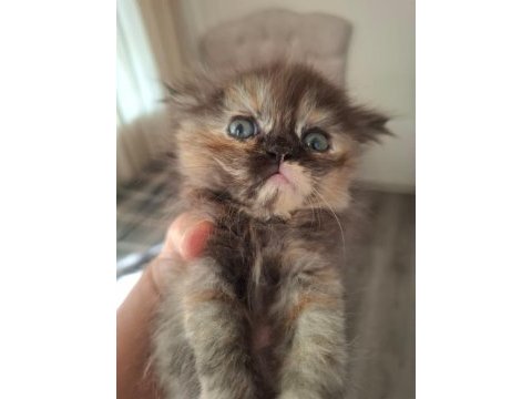 Süper british longhair bebekler