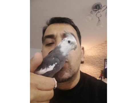 Full evcil insan canlısı aile üyesi kuşumuz