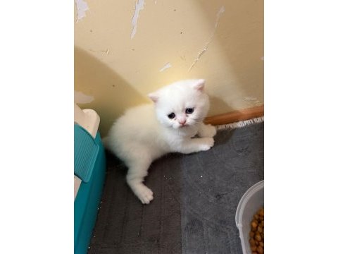 Pamuk şeker british shorthair oğlumuz