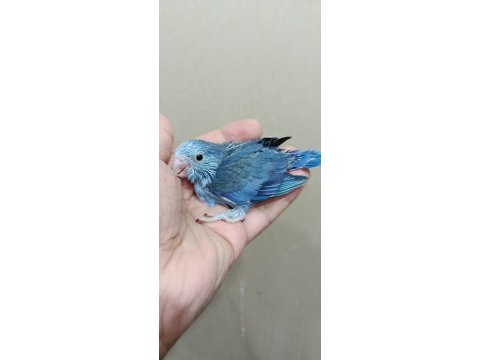 Mavi boncuk erkek cep papağanı