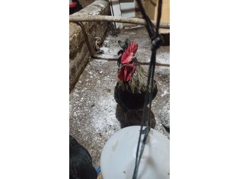 Köy horozu kes ye
