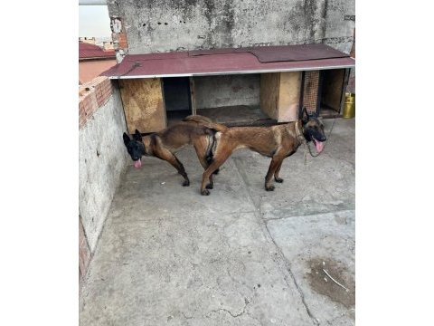 Safkan erkek belçika kurdu