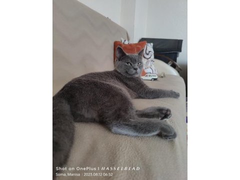 Full şecereli british shorthair blue point