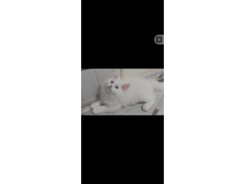 British longhair kedisi