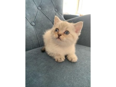 British shorthair yavrumuz yeni ailesini arıyor