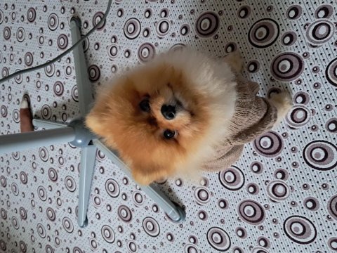 Pomeranian boo dişi 2,5 aylık