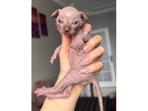 Ev ortamında özenle yetiştirilen sphynx kediler aile dostu