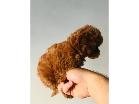 Pati ver poodle sizler için burada