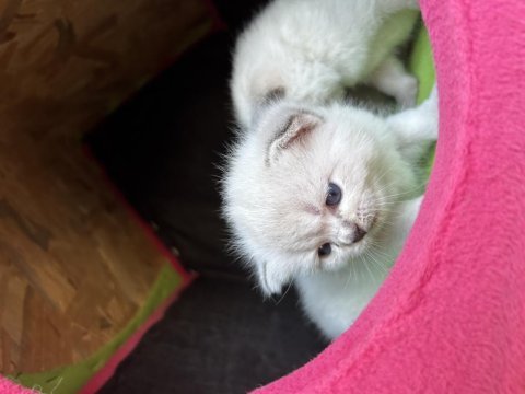 Saf british shorthair yavrularımız