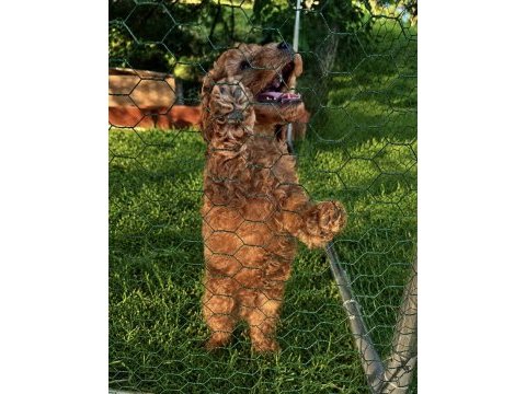 Üst kalite sağlık ırk garantili toy poodle yavrular