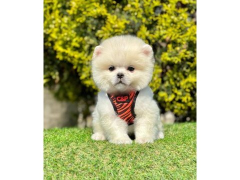 A kalite orjinal ırk pomeranian