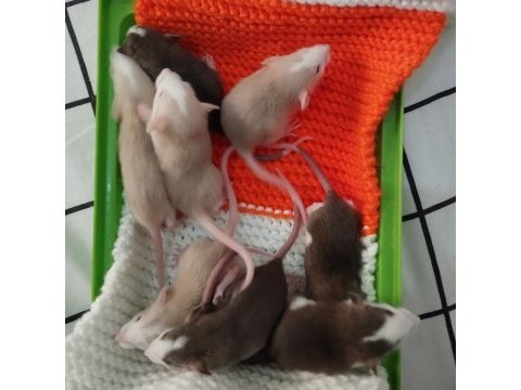 Dumbo rat karamel ve husky yavrular