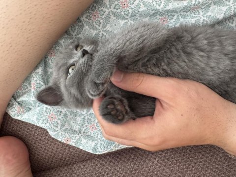 2 aylık yavru british shorthair