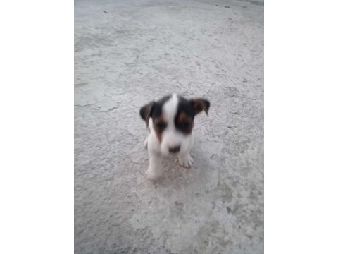 Jack russell × pekinez yavruları
