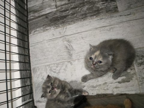 Ev ortamından sağlıklı bebekler british shorthair