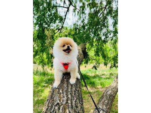 5 aylık eğitimli dişi pomeranian boo