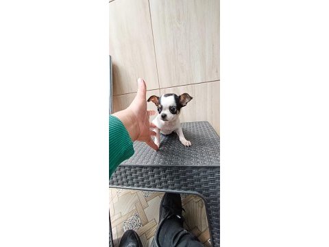 Safkan elma kafa teacup yavru chihuahua