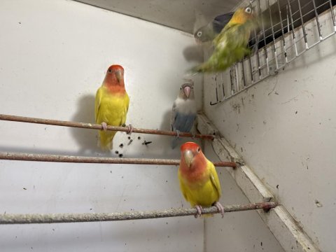 Sevda ve cennet papağanları city petshop