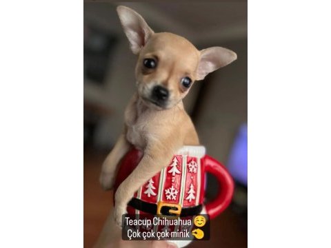 Teacup dişi chihuahua