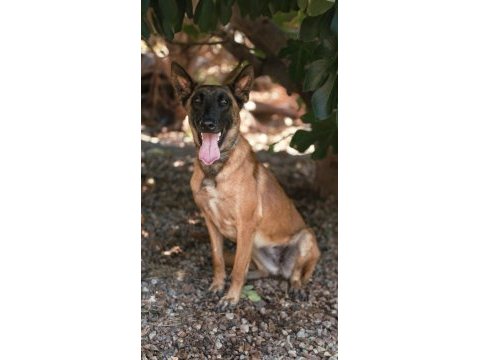 Belgian malinois, dişi 22 aylık