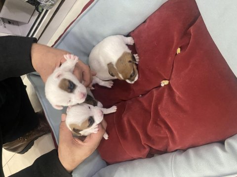 Ücretsiz jack russell yavruları