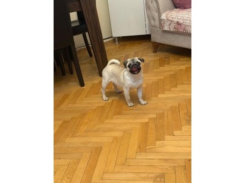 Pug yavrularımız
