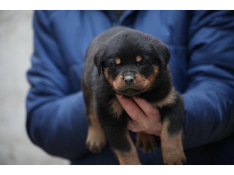 Şecereli şampiyon rottweiler yavrular
