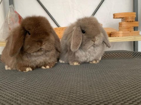 Mini lop chocolate renk tavşan