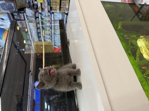 British shorthair yavrusu