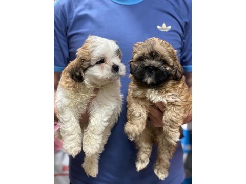 Shih tzu yavrularımız ömürlük yuvalarına hazır 