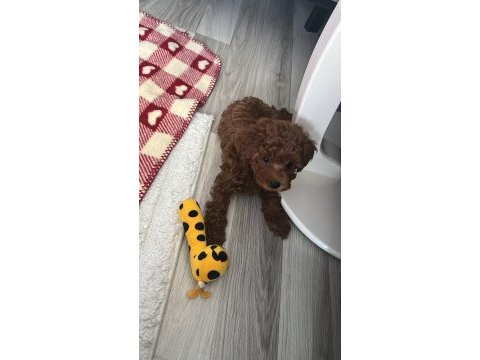 Sevgi ile bakılan toy ve teacup poodle yavrularımız