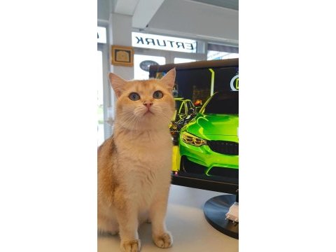 British shorthair