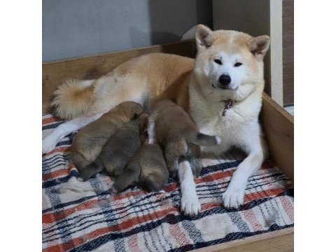 Japon akita inu yavrular
